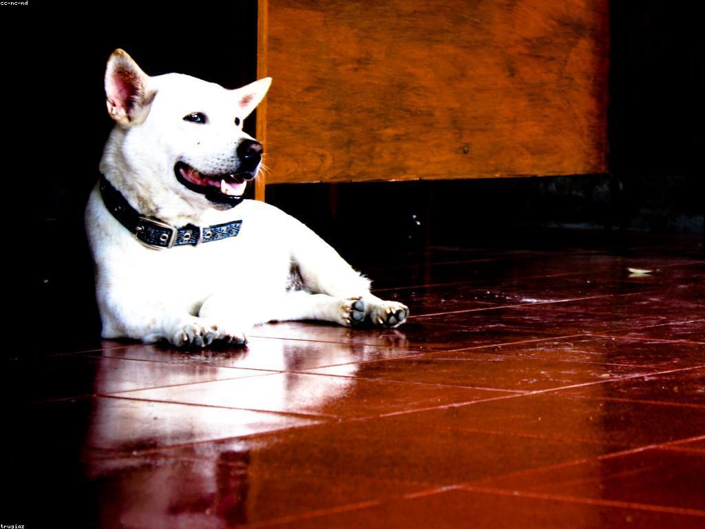 ការប្រកួតស្លុត: របៀបស្វែងយល់ពីការប្រកួតដ៏គួរឱ្យចាប់អារម្មណ៍នេះ